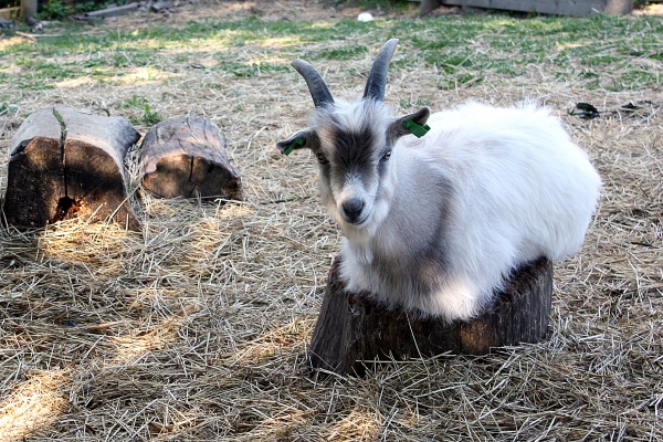 Creation of goat : Step 1